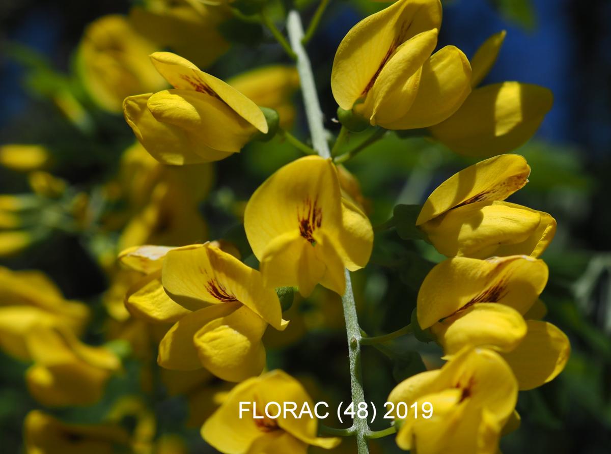 Laburnum, Common flower